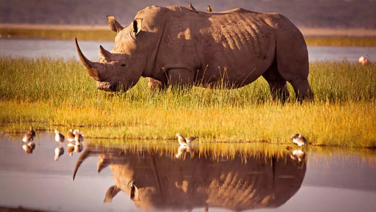 गैंडा Rhinoceros