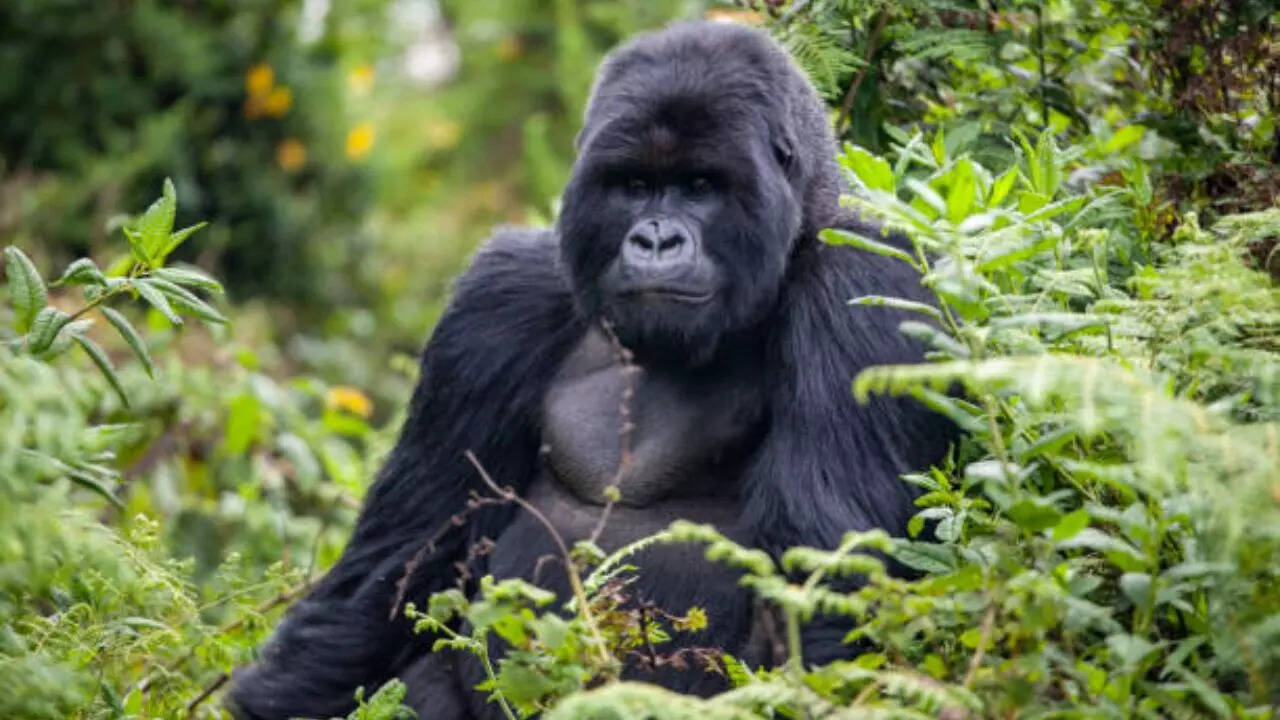 गोरिल्ला Gorilla