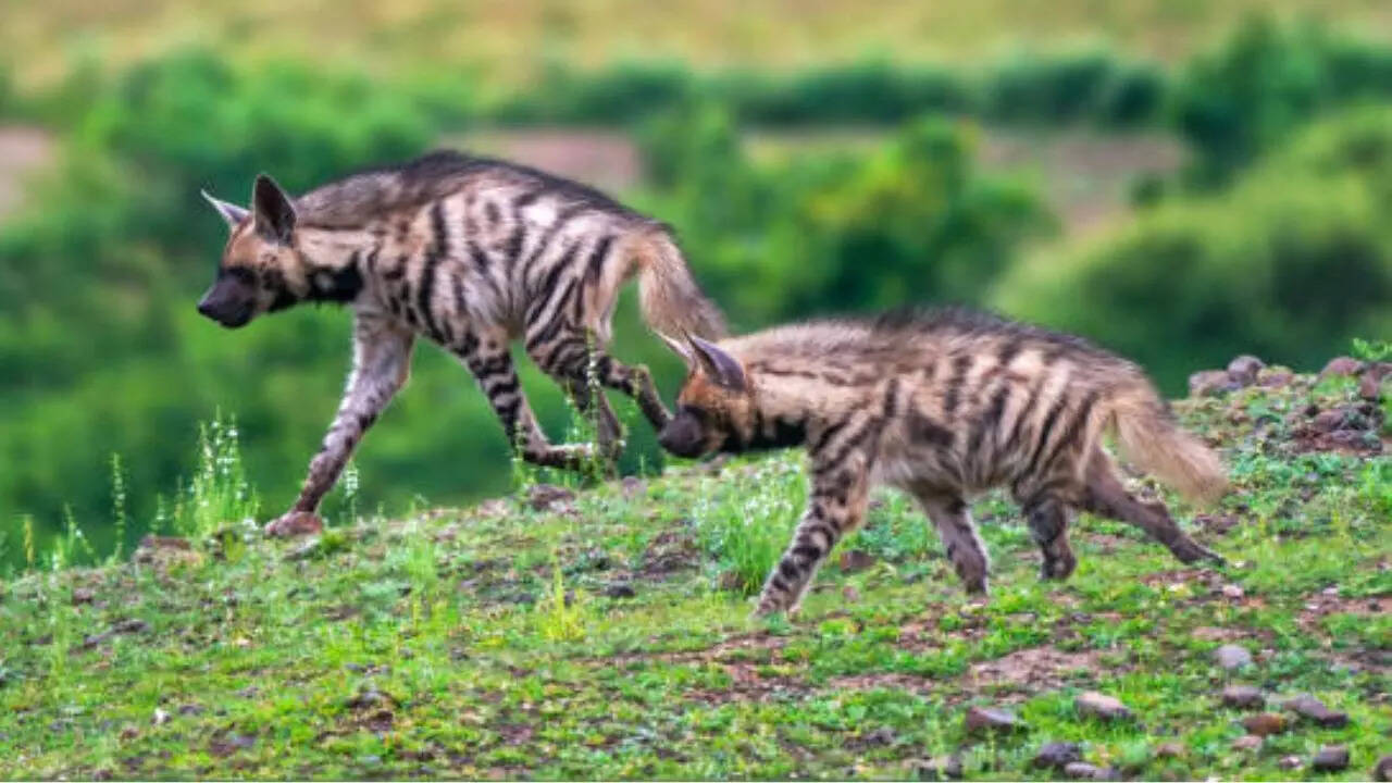लकड़बग्घा Hyena
