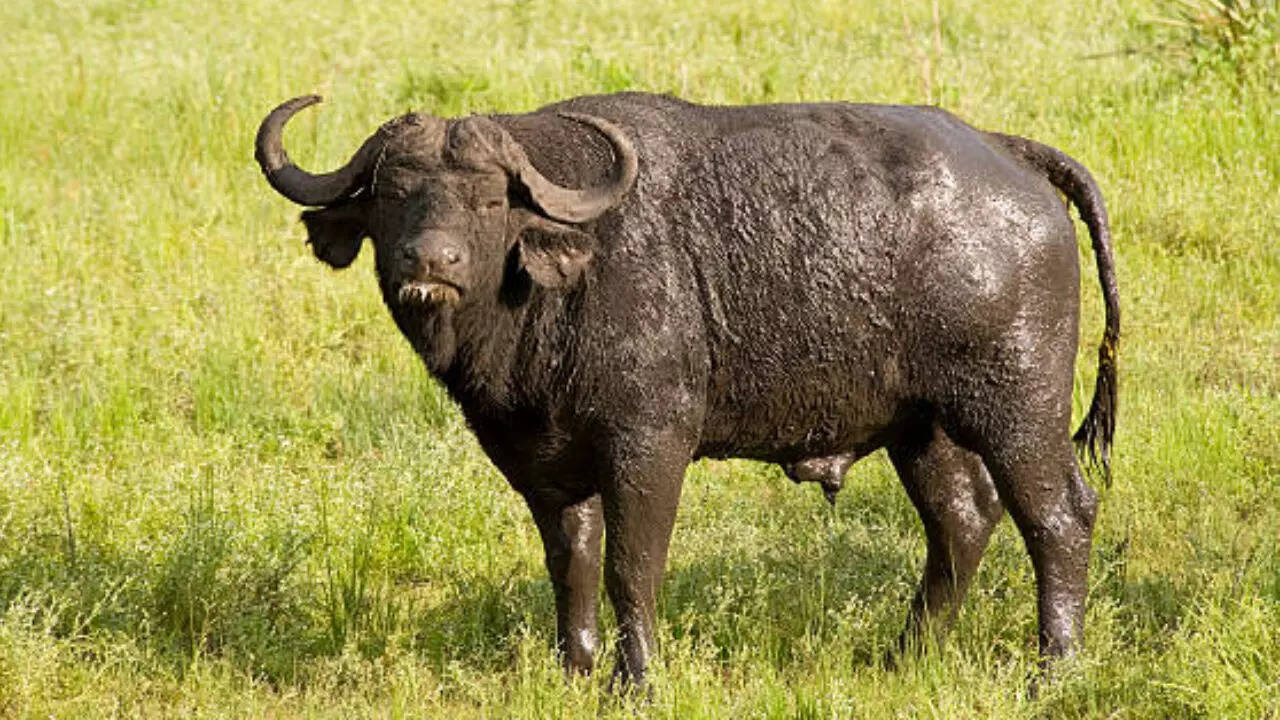 केप भैंसा Cape Buffalo