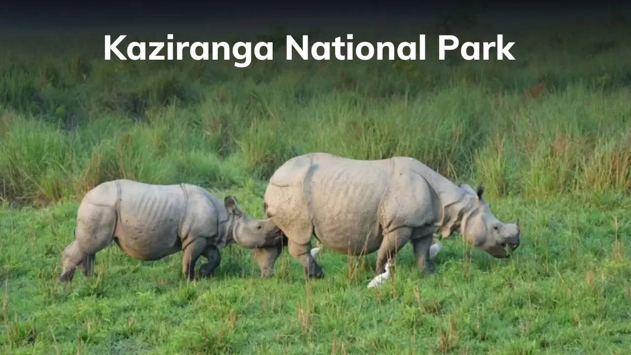 काजीरंगा नेशनल पार्क