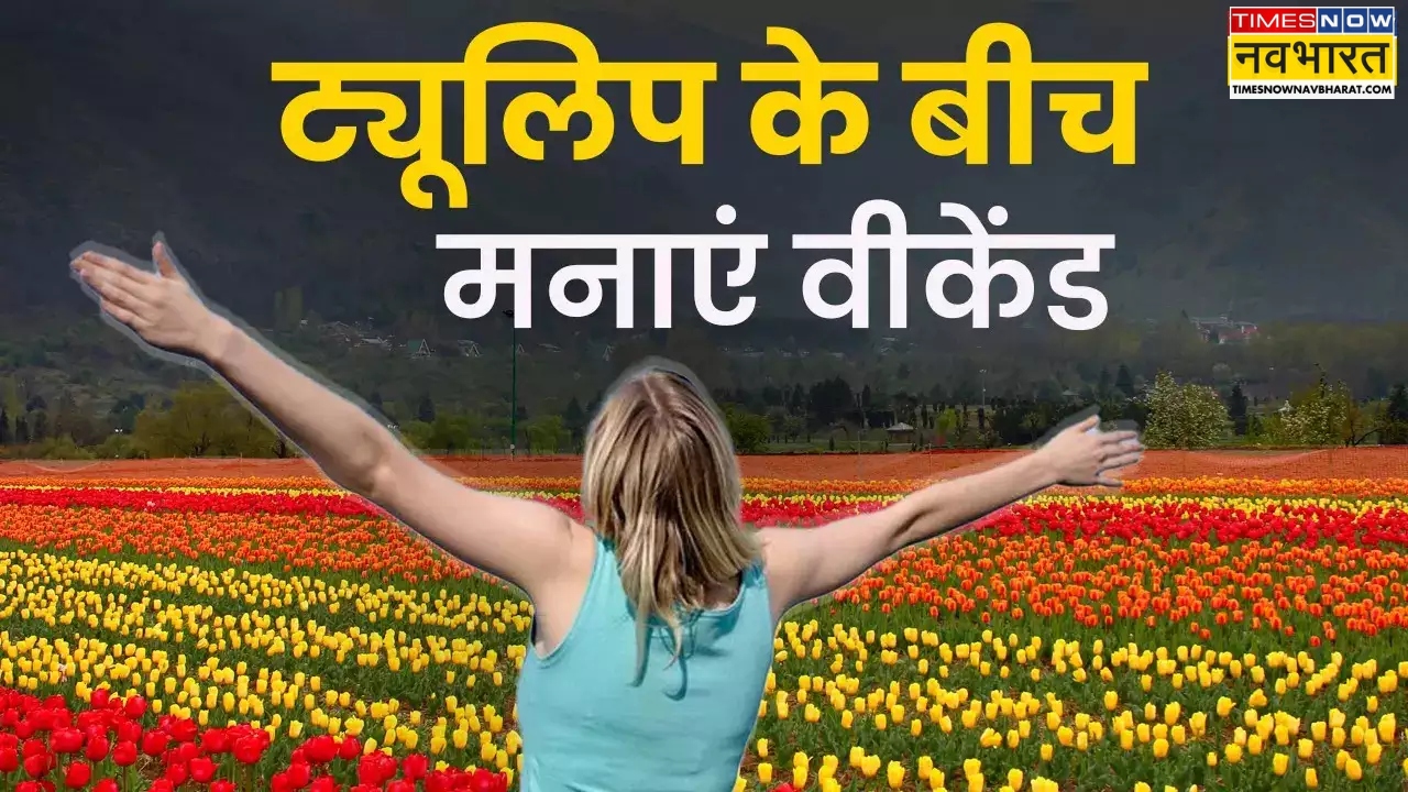 ट्यूलिप उद्यान खुला