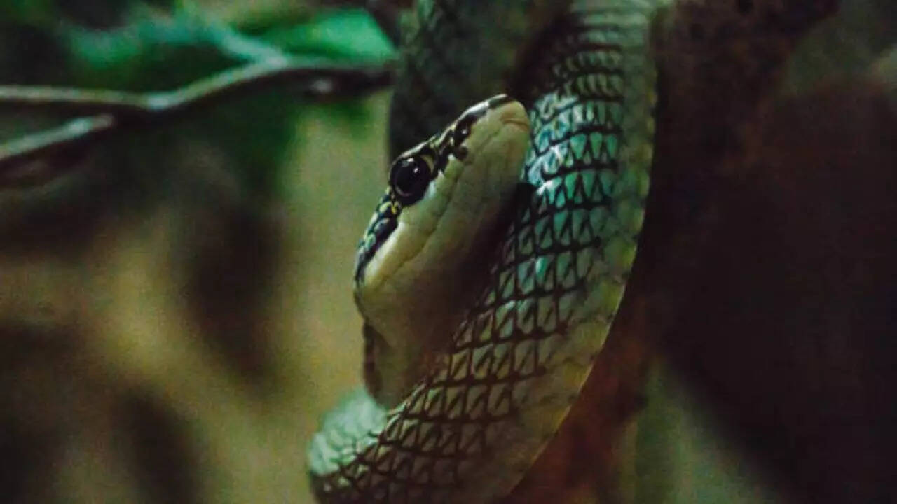 फ्लाइंग स्नेक