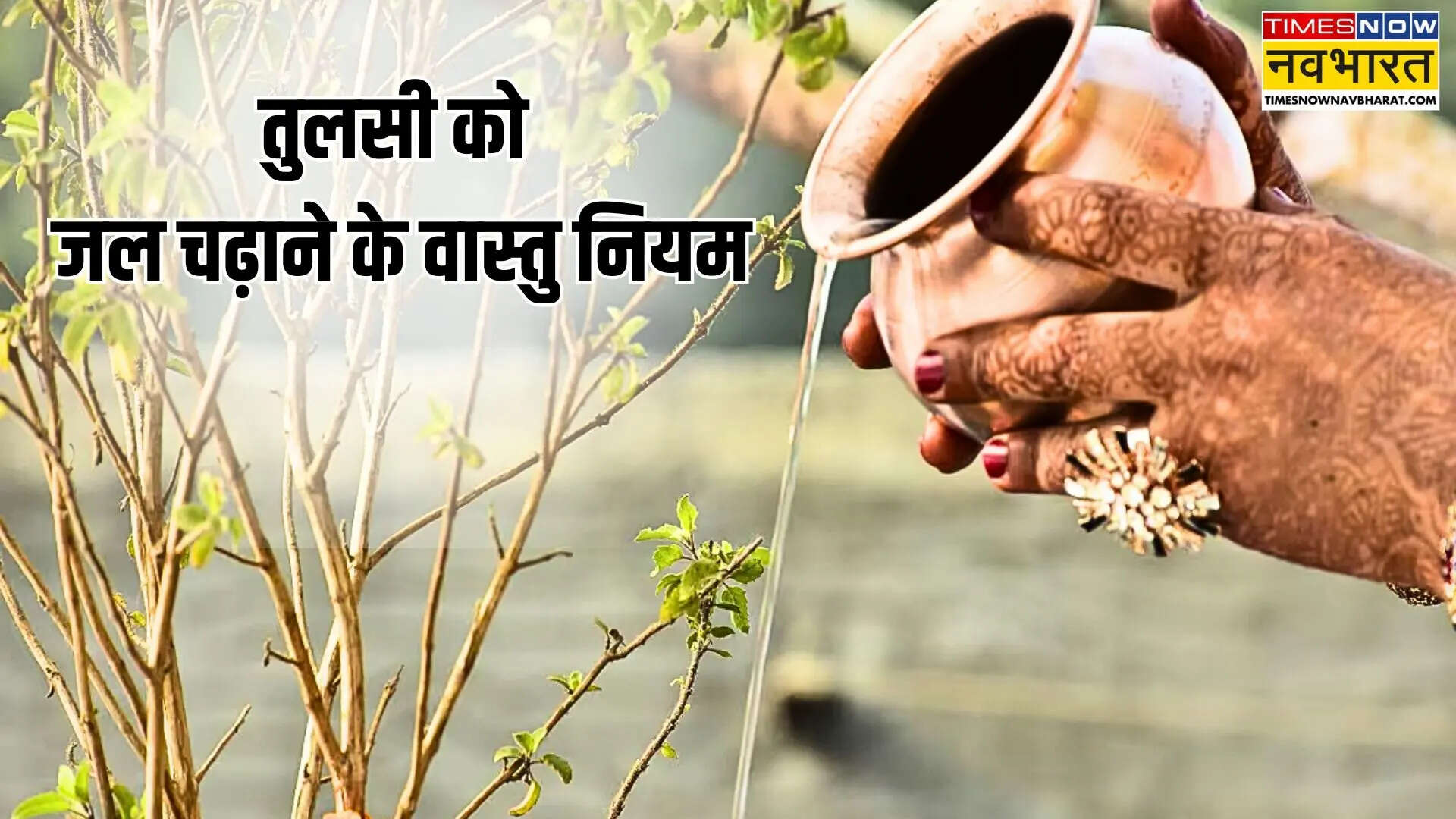 तुलसी का पौधा
