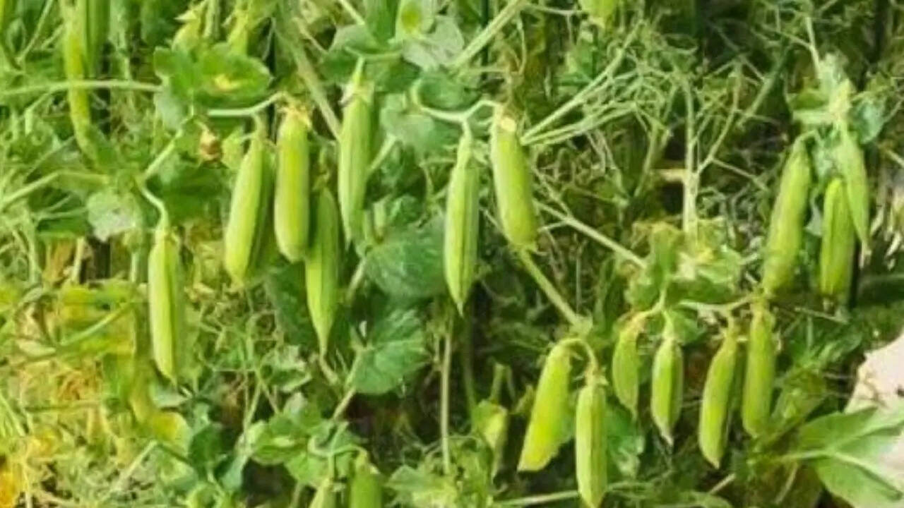 फेफड़े में उगा था मटर का पौधा
