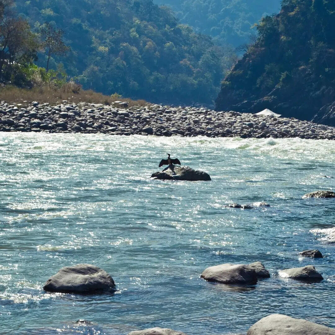 पद्मा नदी
