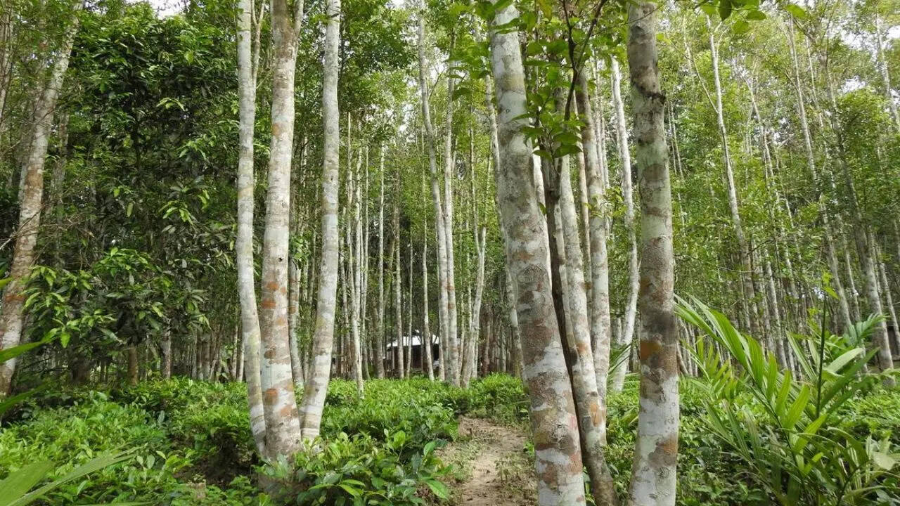 10 ग्राम की कीमत 85 लाख रुपये