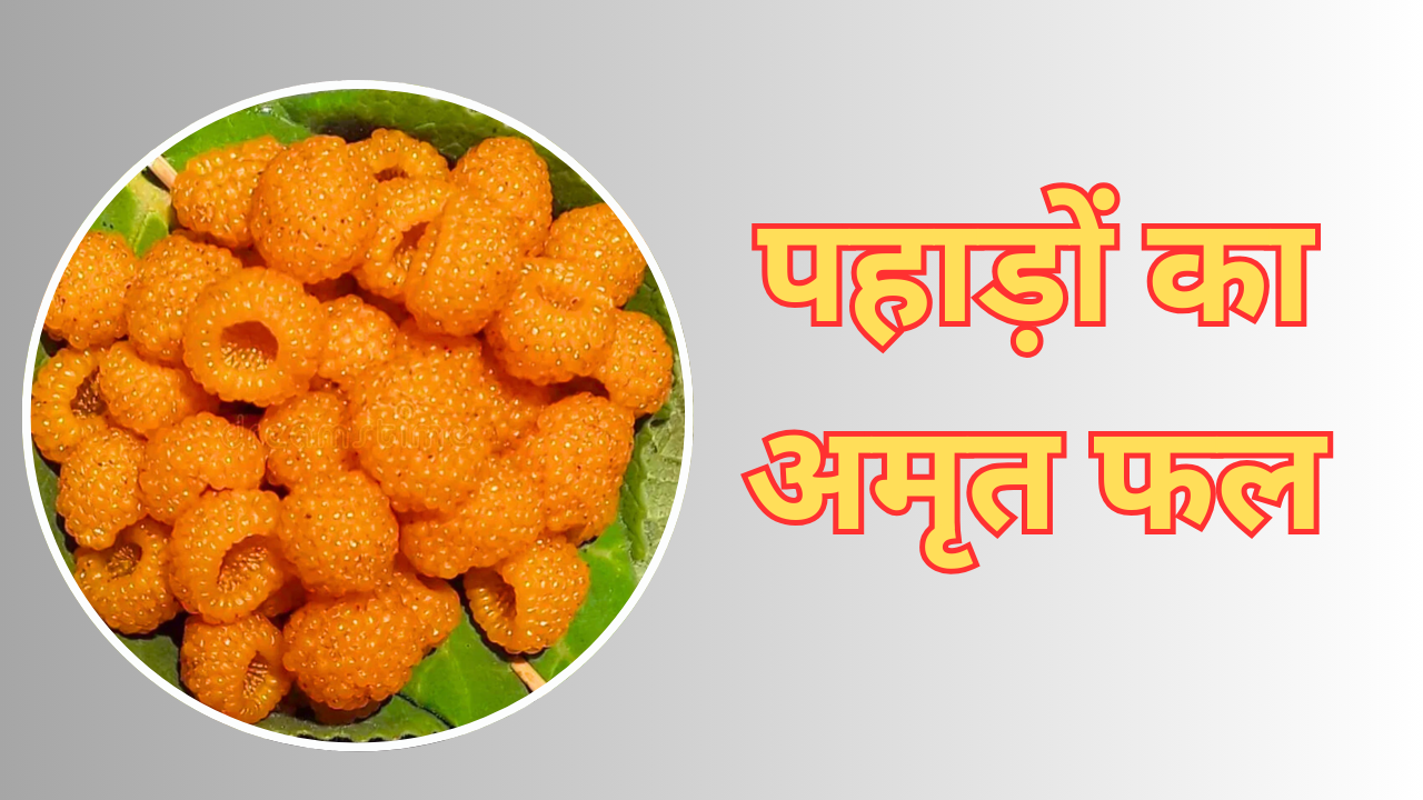 पहाड़ों का अमृत कहा जाता है ये पीला फल बदतले मौसम की बीमारियों को रखता है दूर इम्यूनिटी बढ़ाने का है देसी टॉनिक