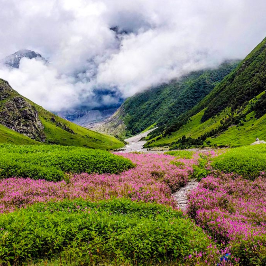 नंदा देवी नेशनल पार्क
