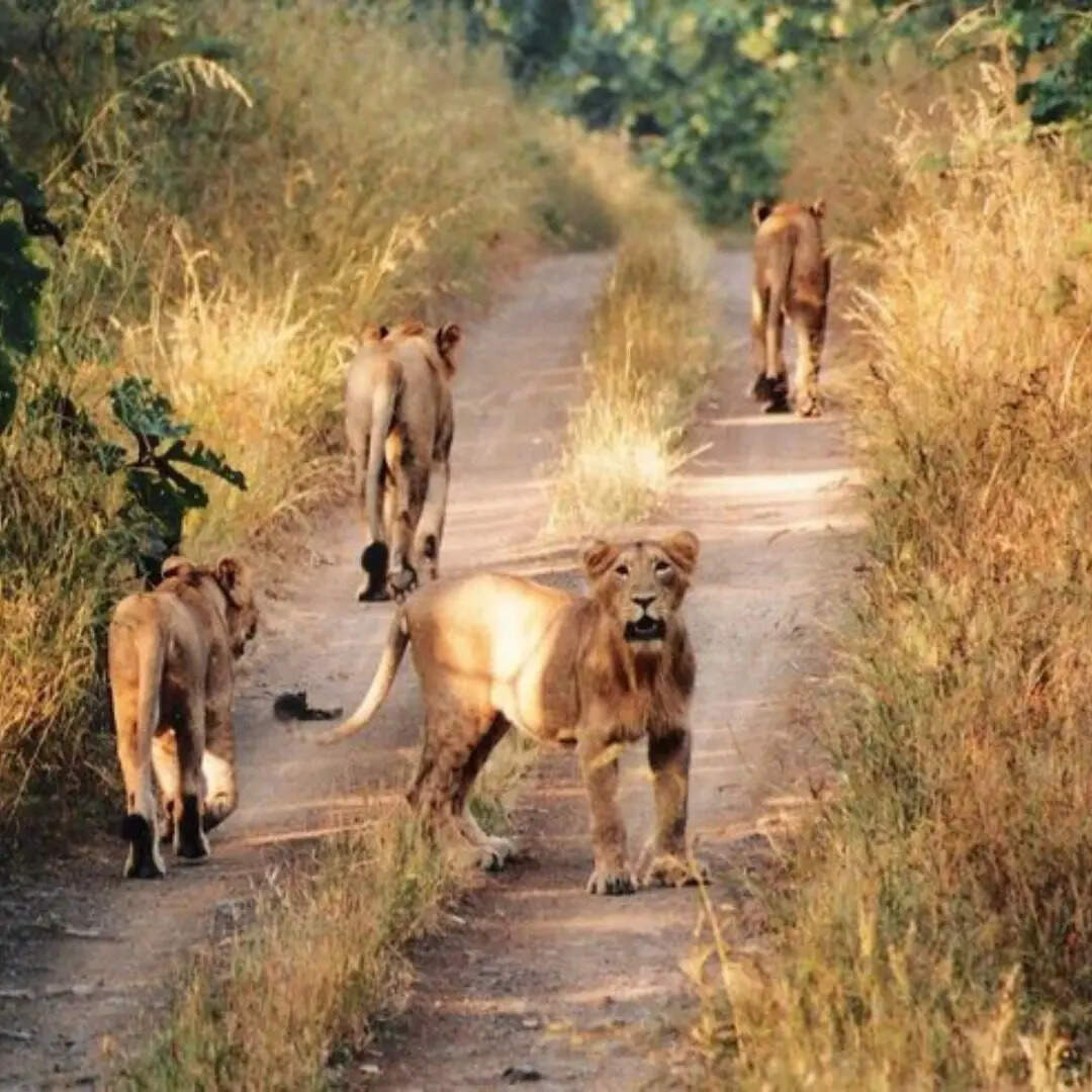 ​मनोरम होगी यात्रा​