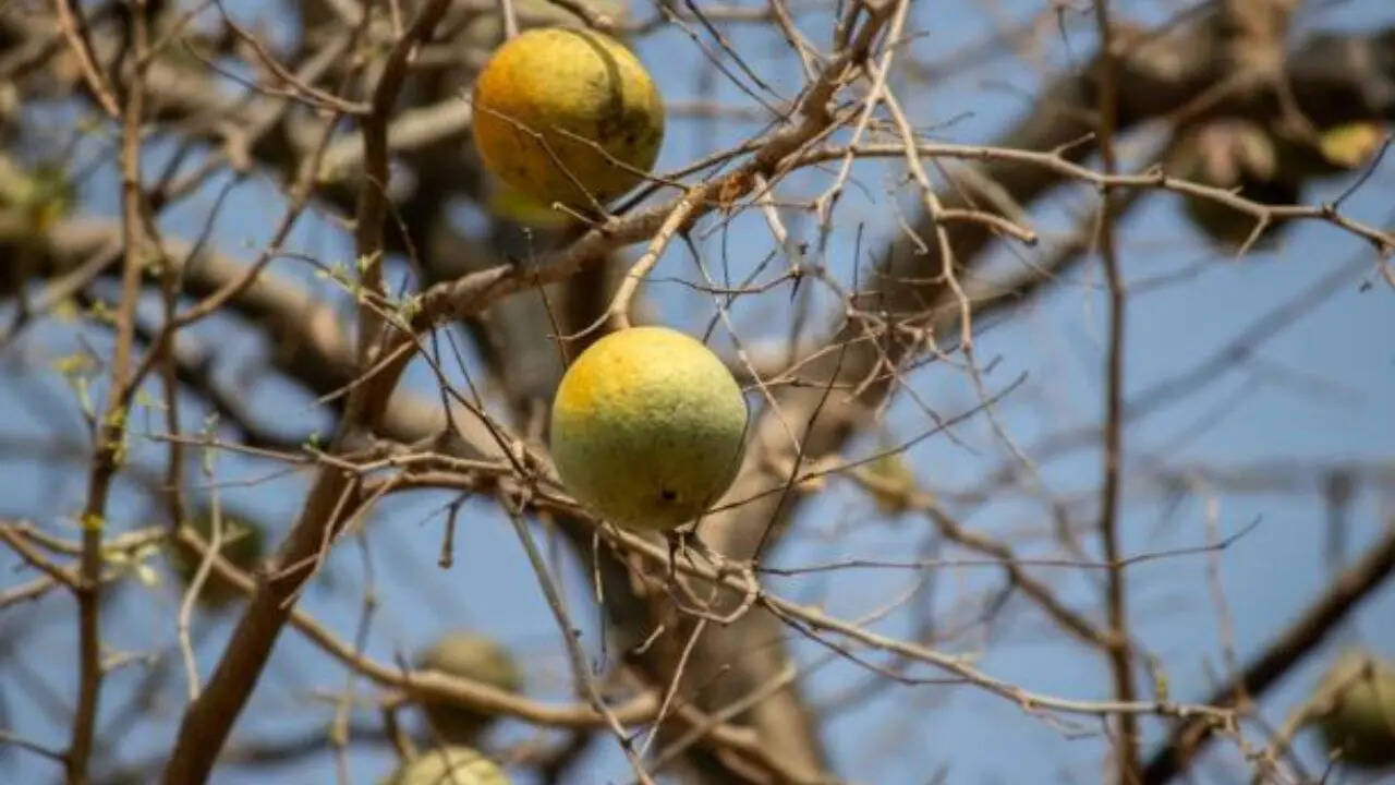 बेल की खेती के लिए उपयुक्त जलवायु