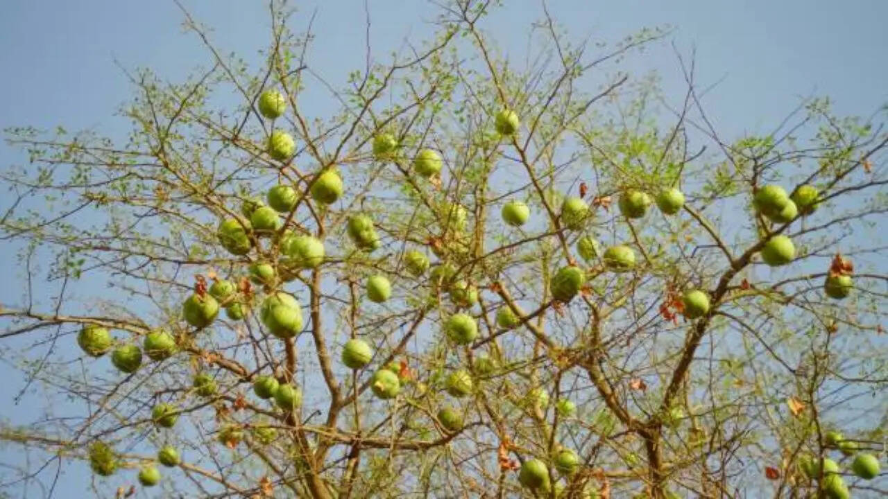 दूसरे नंबर पर झारखंड