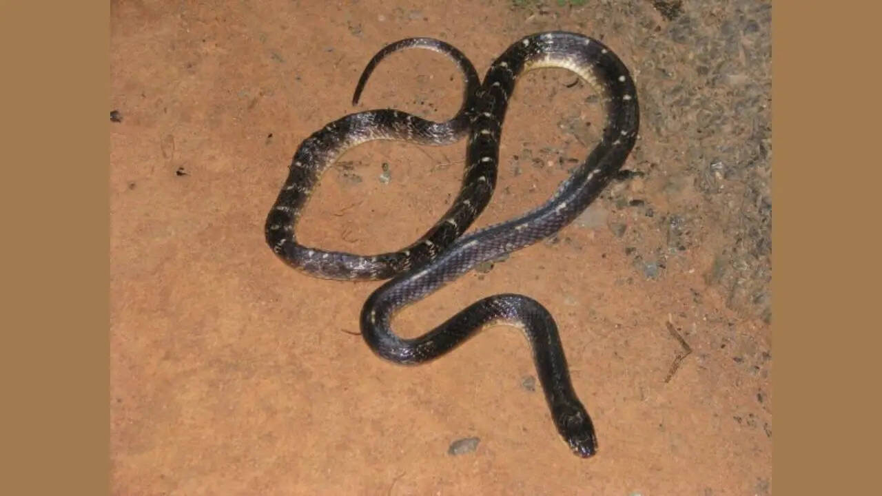 गर्मी के दौरान होते हैं ज्यादा एक्टिव
