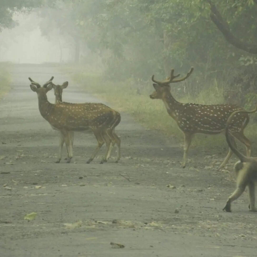 ​यात्रा के लिए आदर्श समय​