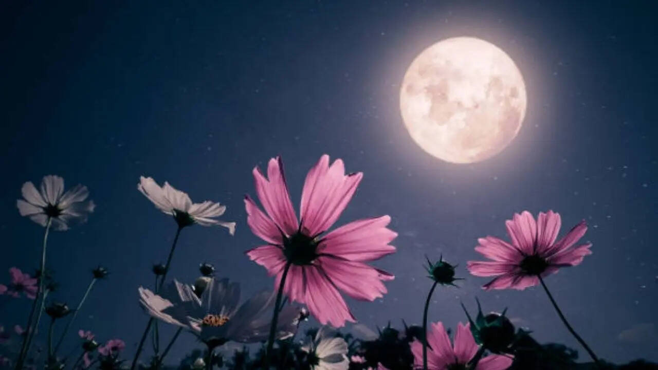 फ्लॉवर मून (Flower Moon 2025)