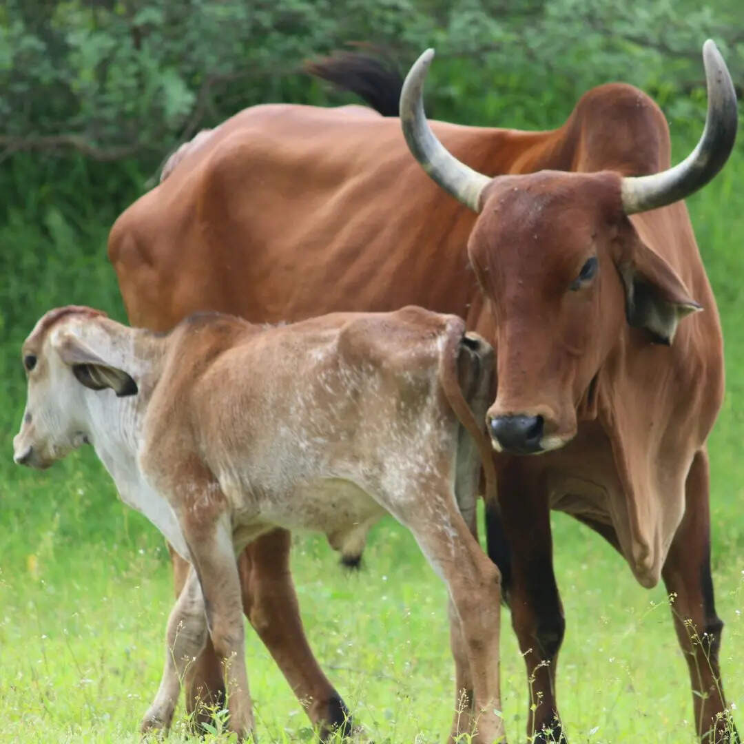गाय और बछड़े की तस्वीर