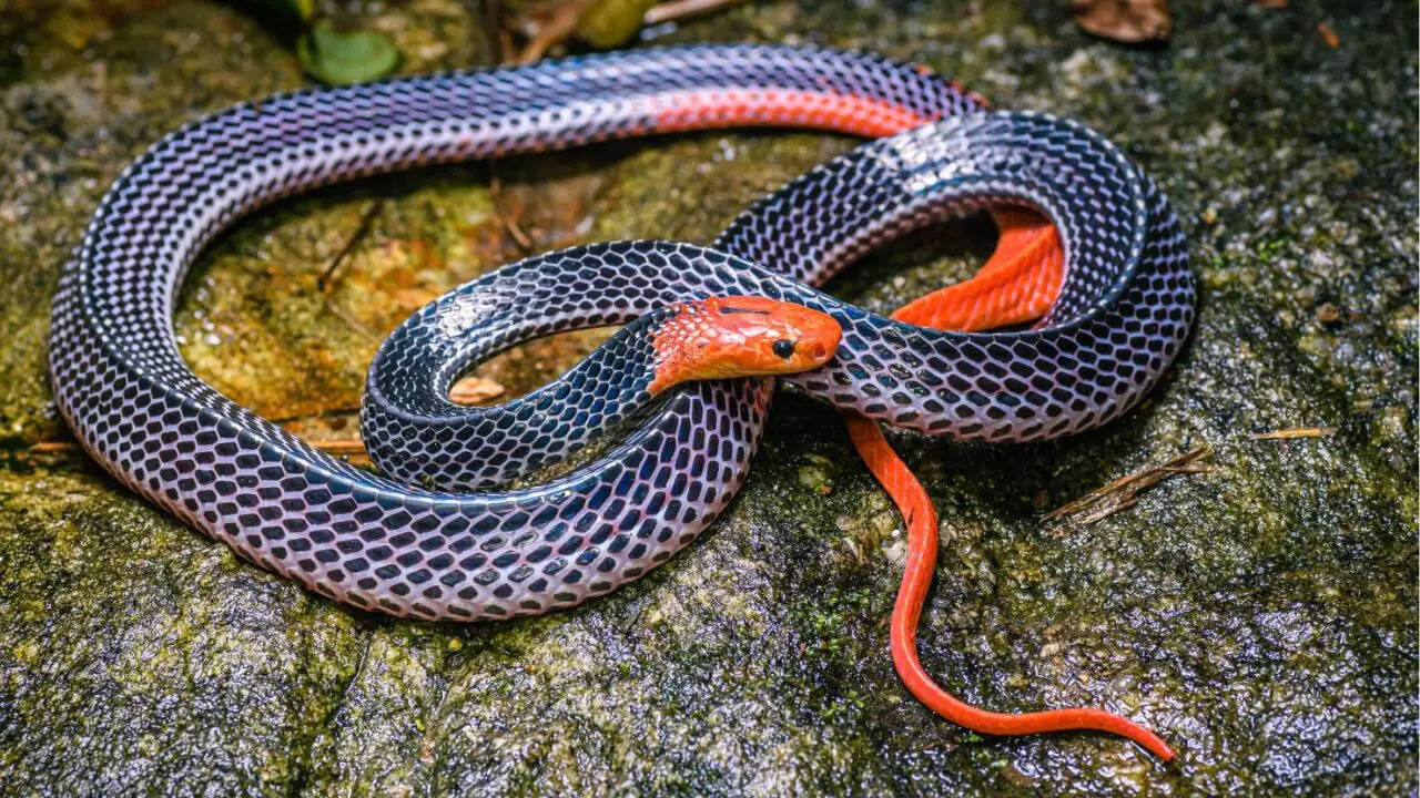 लाल सिर और लाल पूंछ वाला करैत