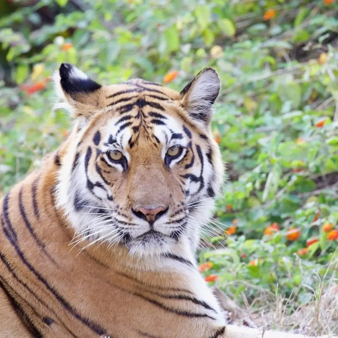 ​सफारी शुल्क​