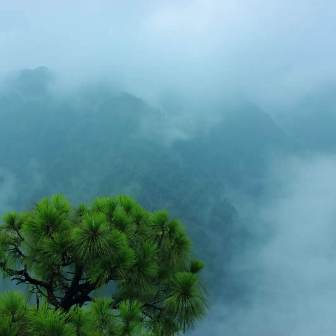 ​चौकोरी, उत्तराखंड​