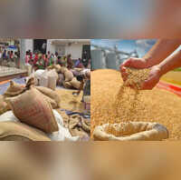 Food Grain Production देश में प्रमुख फसलों की बंपर पैदावार खाद्यान्न उत्पादन का अनुमान रिकॉर्ड स्तर पर