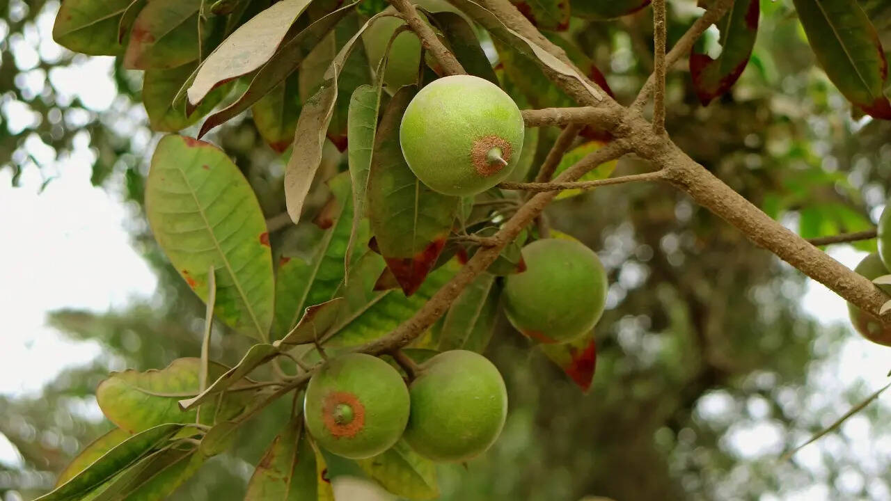 लुकुमा का स्वाद