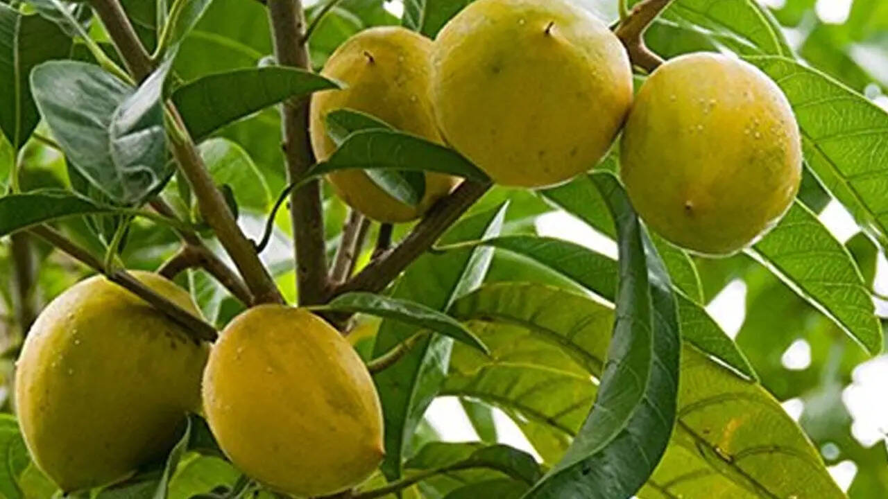 लुकुमा के हेल्थ बेनिफिट
