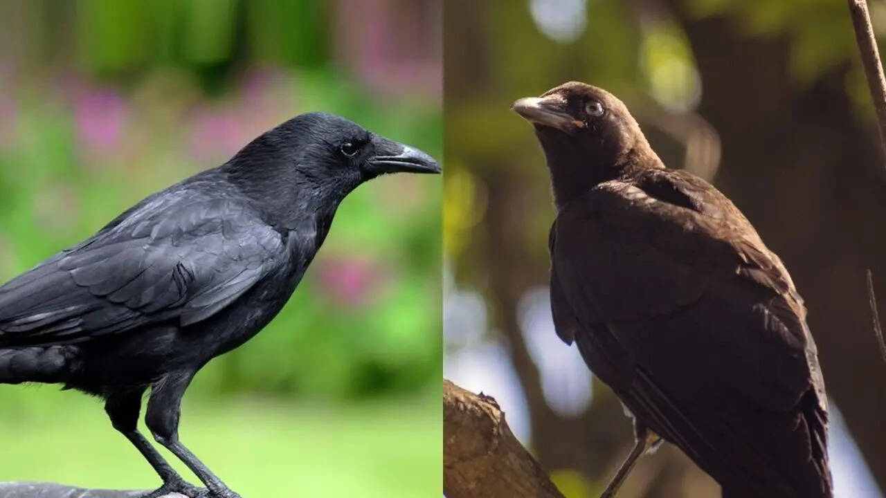 काला ही क्यों होता है कौआ, आज पता चल गई पीछे की पूरी कहानी