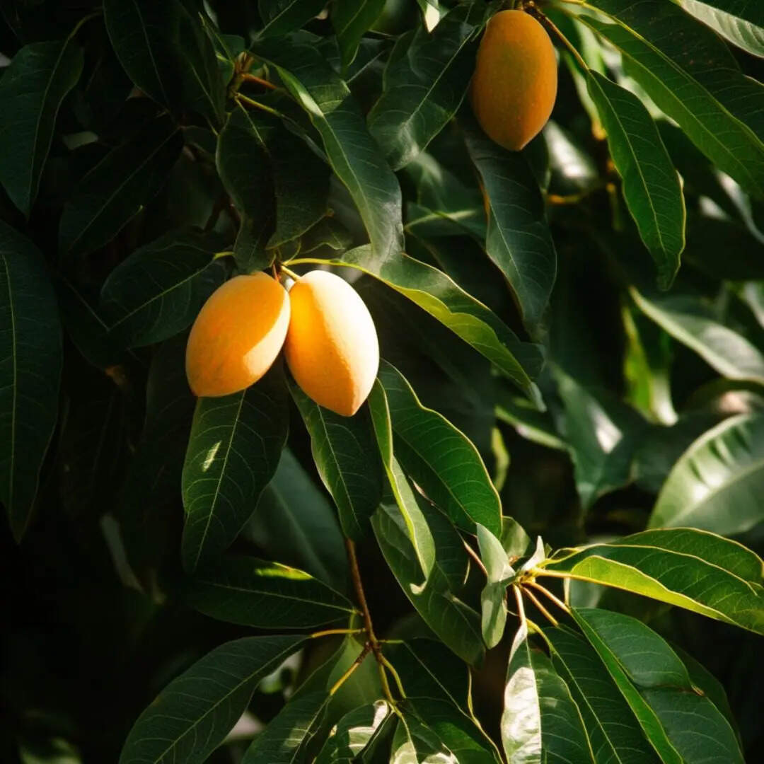 लाएं निखार