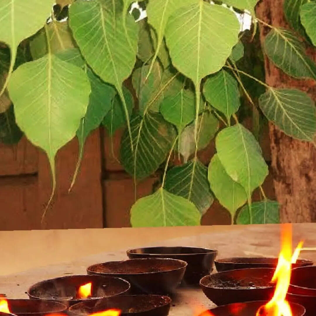 पीपल का पेड़
