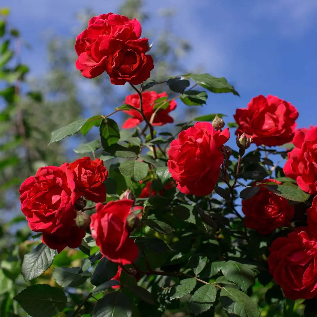 गुलाब (Rose)