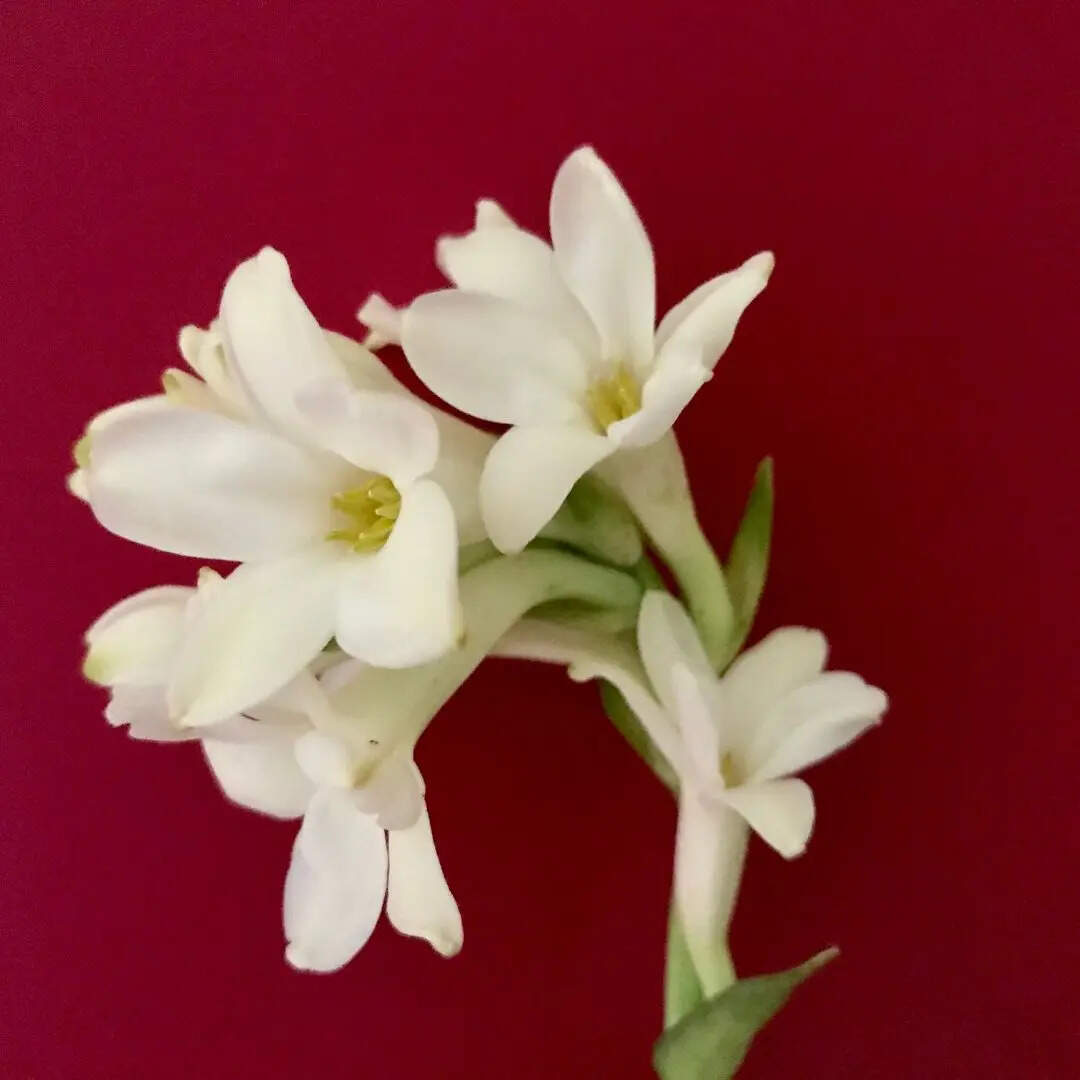 रजनीगंधा (Tuberose)