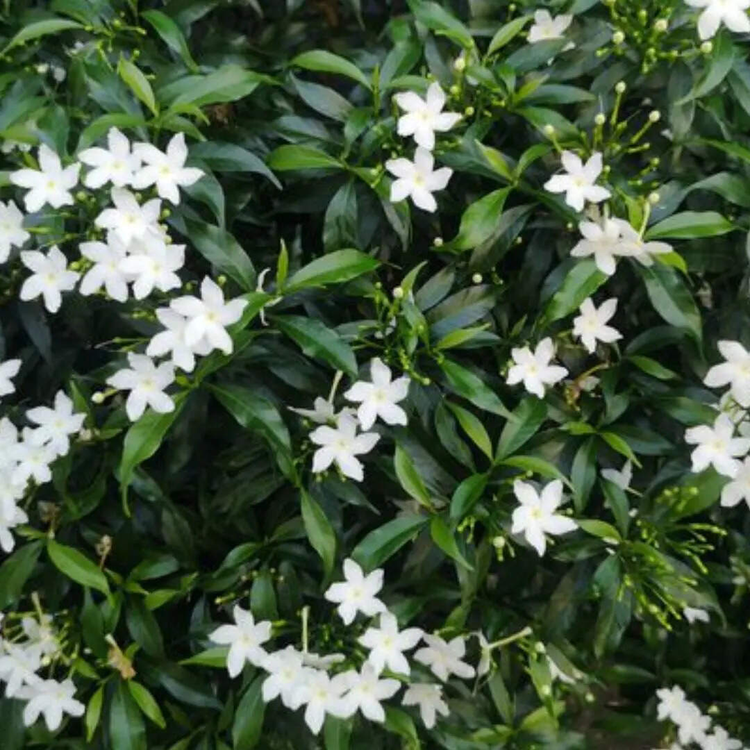 चमेली (Jasmine)