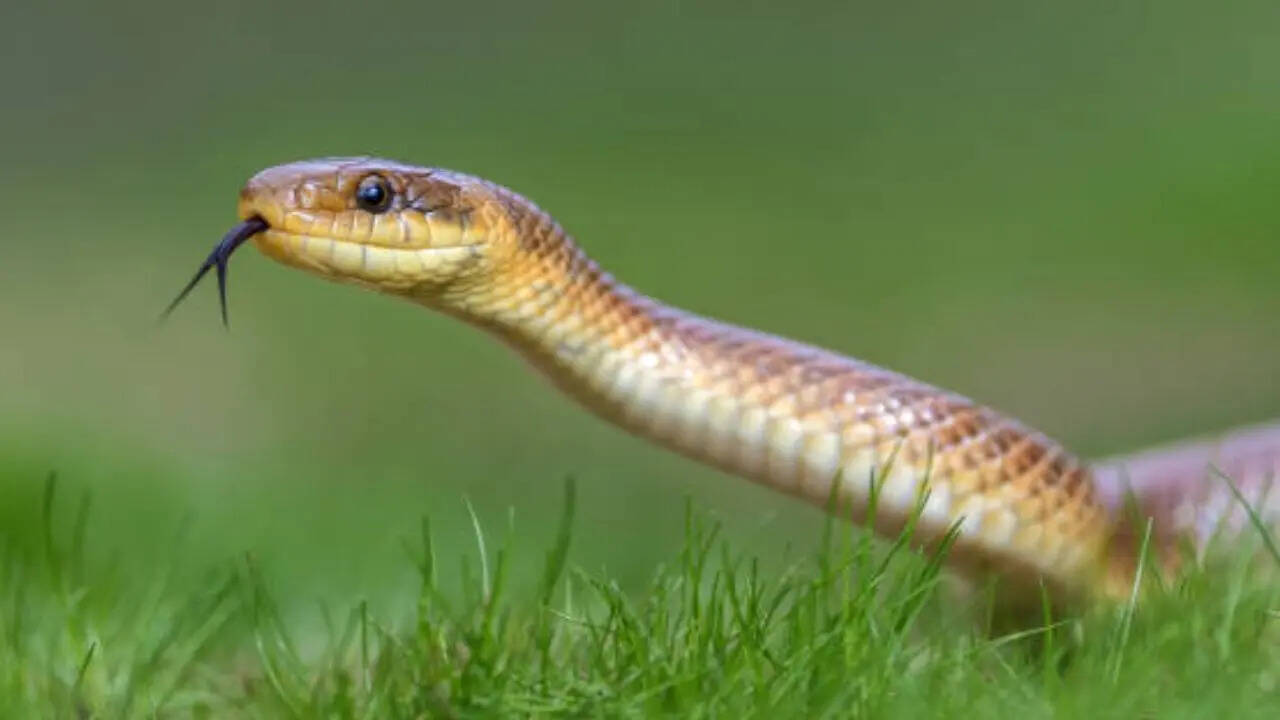 लंबाई पर पड़ता है असर