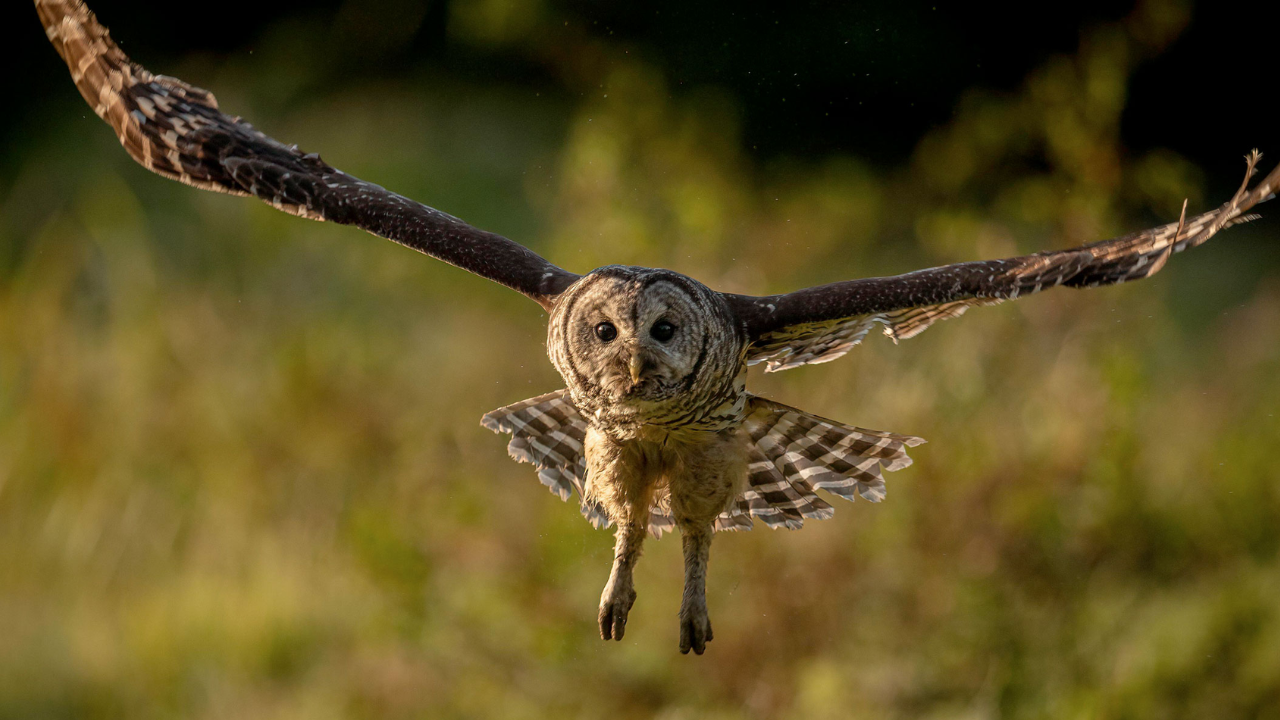 उल्लू