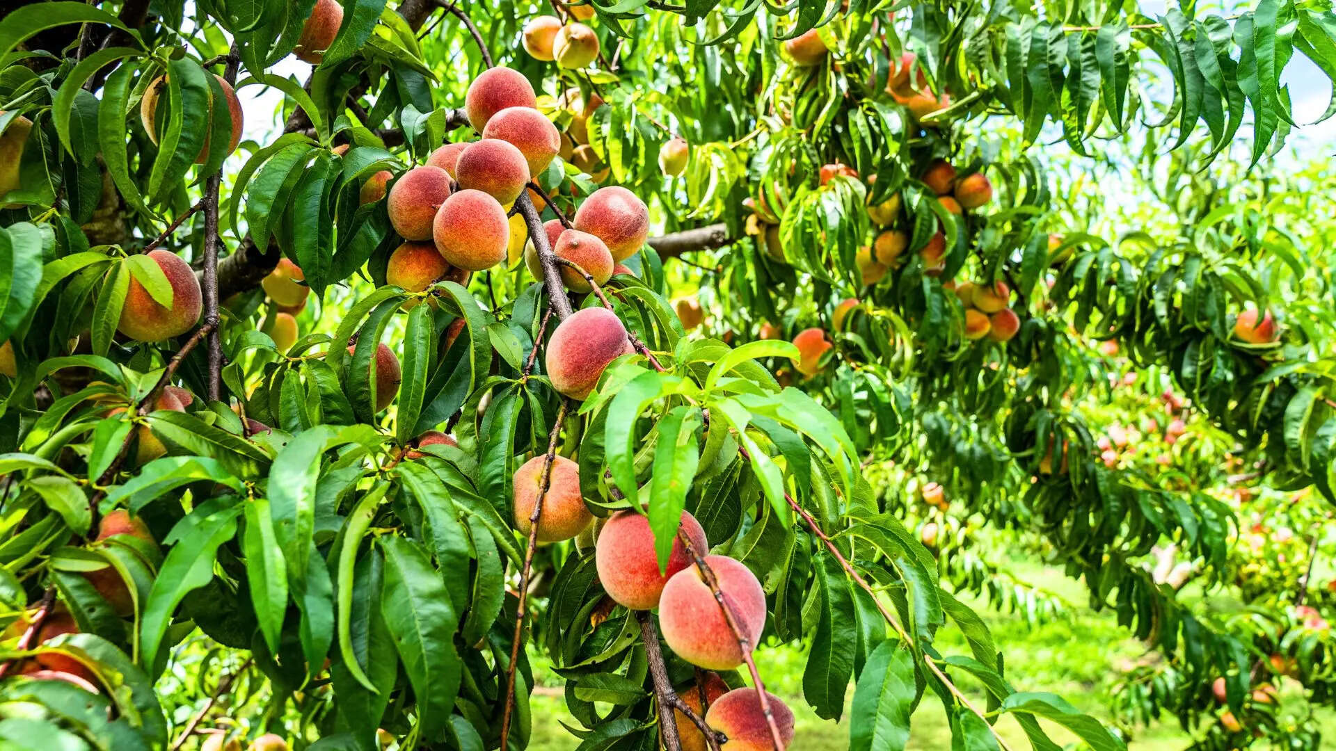 प्राकृतिक सुंदरता
