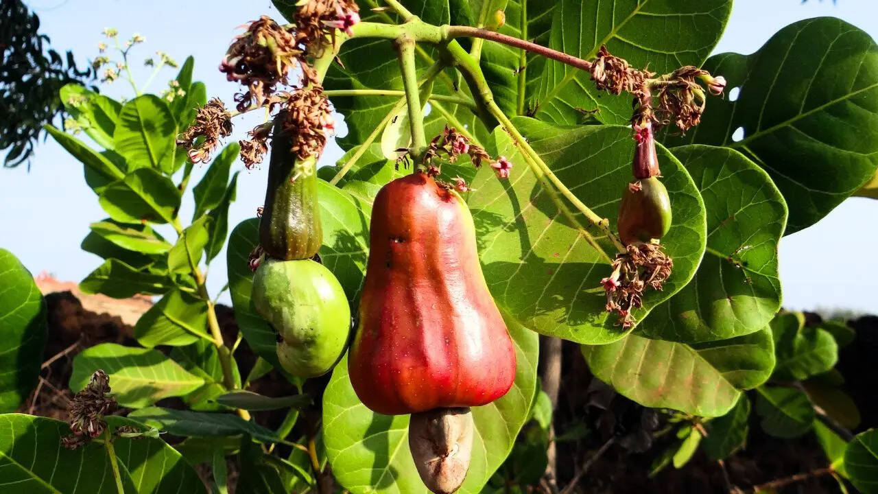 उत्तम जलवायु