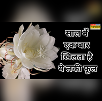 किस्मत वालों के घर खिलता है ये सफेद फूल इन 3 बातों का रखा ध्यान तो बरसने लगेगी मां लक्ष्मी की कृपा