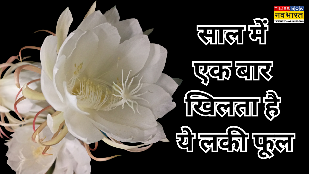 किस्मत वालों के घर खिलता है ये सफेद फूल इन 3 बातों का रखा ध्यान तो बरसने लगेगी मां लक्ष्मी की कृपा