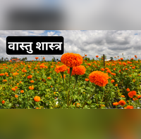 वास्तु शास्त्र घर की इस दिशा में लगाएं पीले-पीले गेंदे का फूल धन-धान्य से भर जाएगी झोली