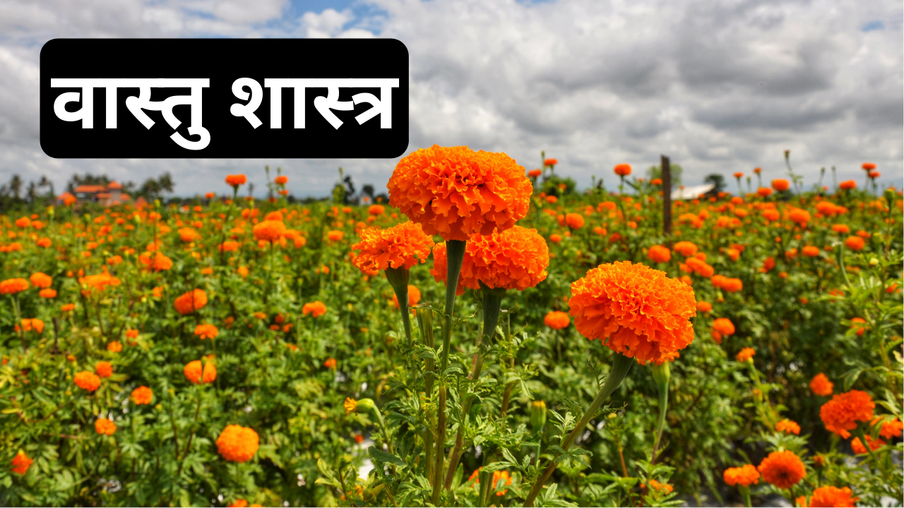 गेंदे के फूल का वास्तु शास्त्र