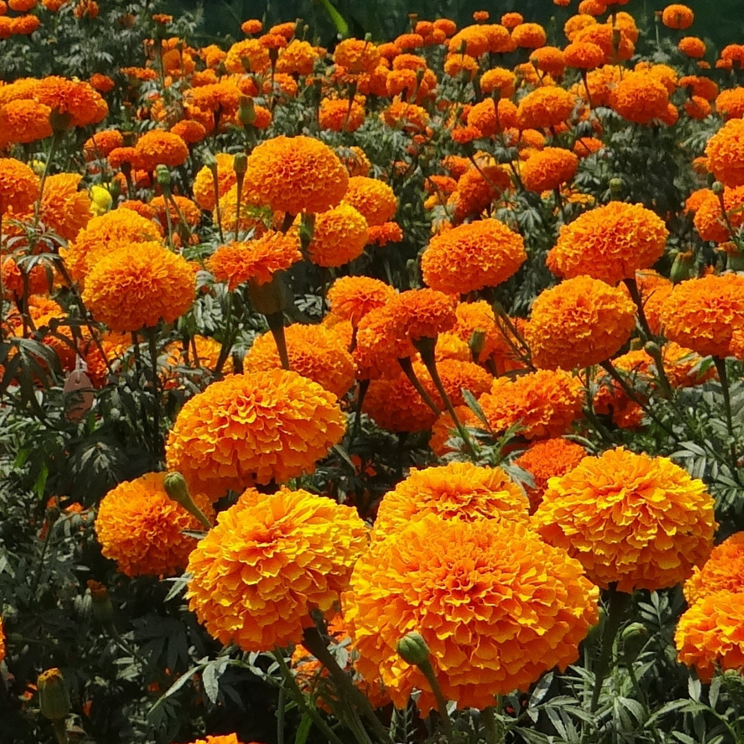 गुरु बृहस्पति का पौधा
