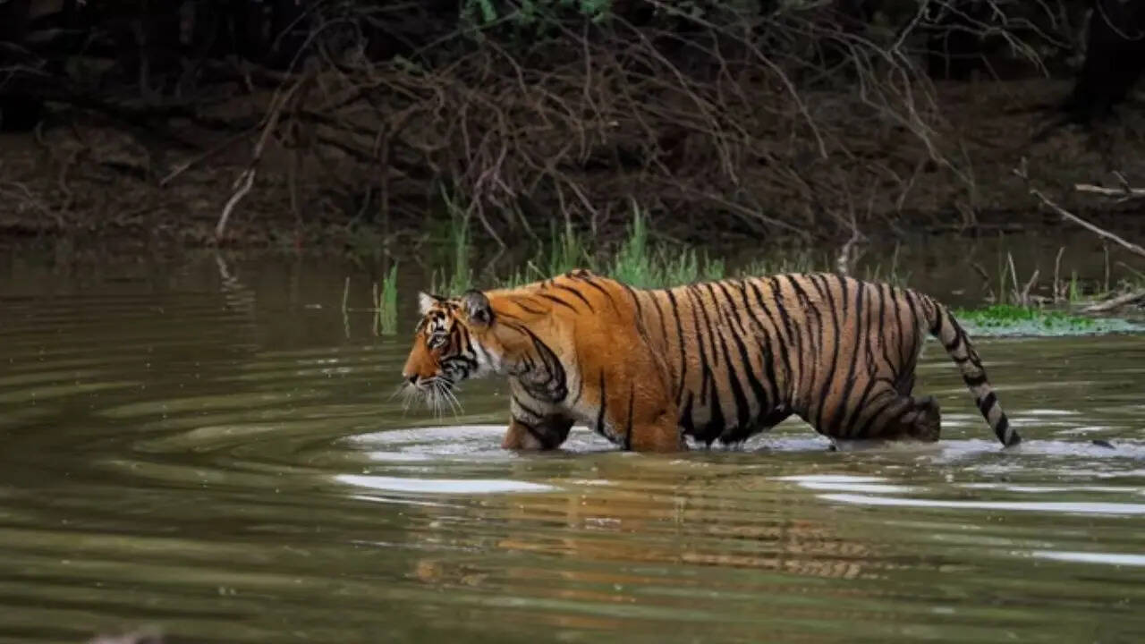 कुल 5 देशों का राष्ट्रीय पशु