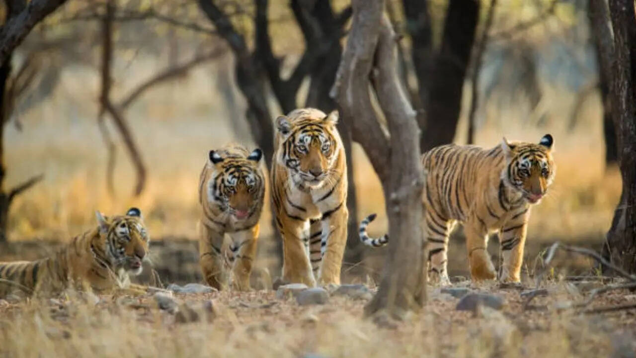बाघ से पहले शेर था भारत का राष्ट्रीय पशु