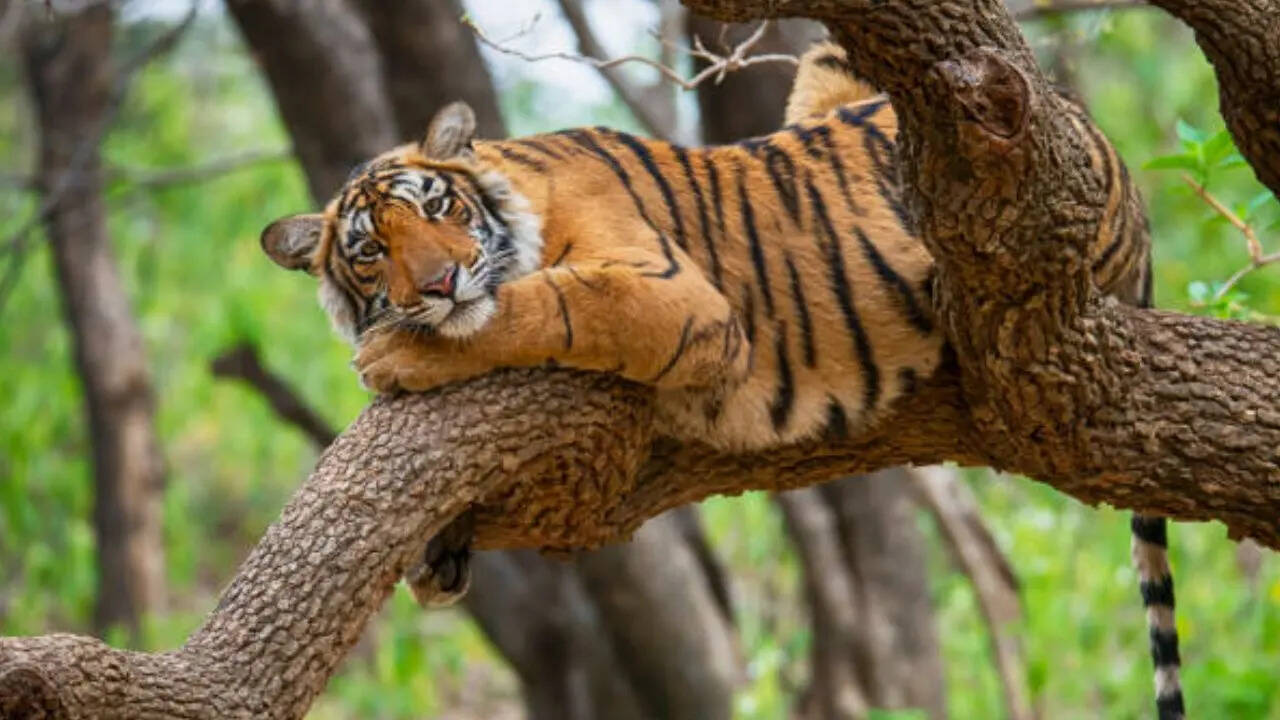 भारत के अलावा किन देशों का राष्ट्रीय पशु बाघ