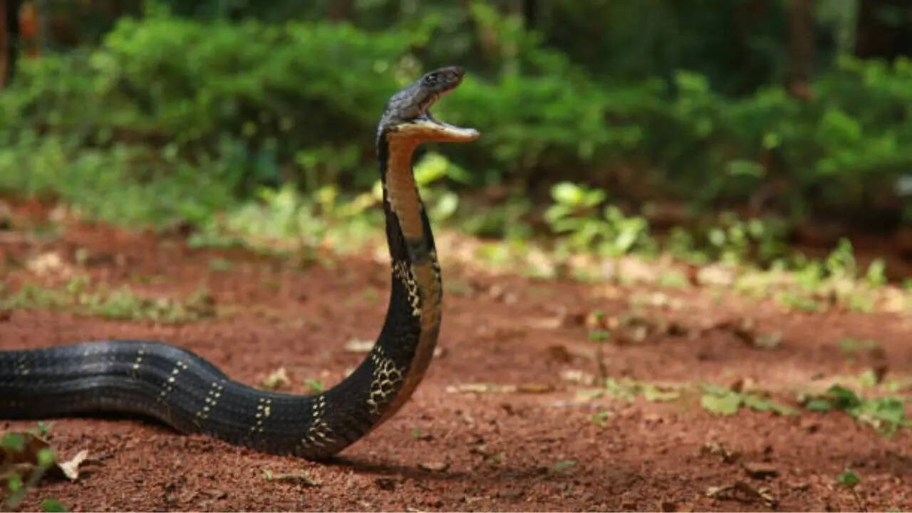 19 किलोमीटर प्रति घंटे की स्पीड
