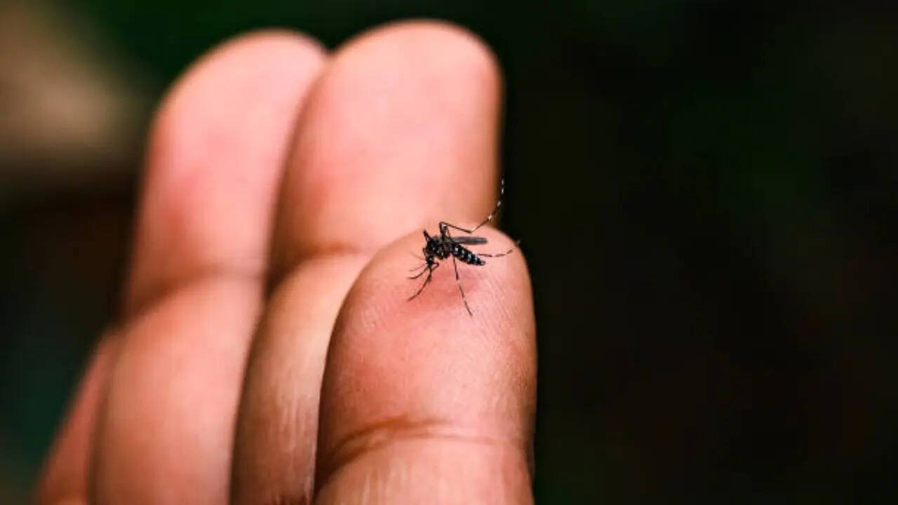 क्यों मनाया जाता है विश्व मच्छर दिवस