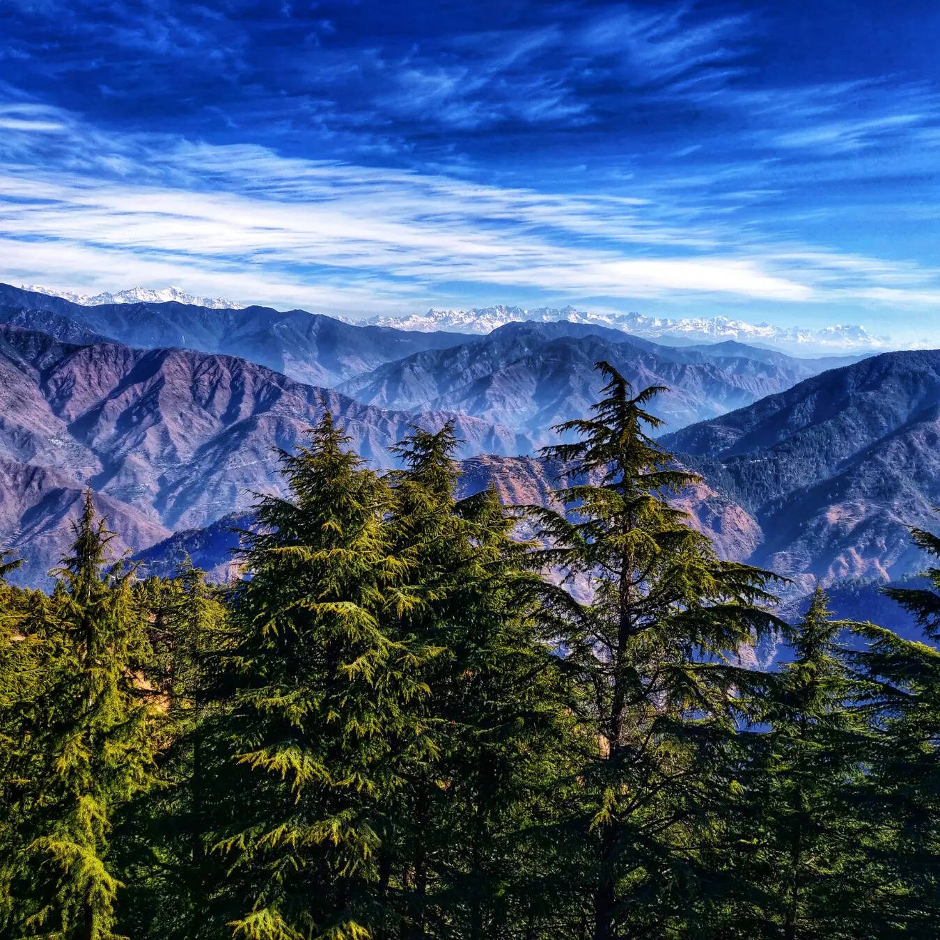 झाड़ीपानी
