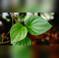 सिर्फ पूजा पाठ ही नहीं सेहत के लिए भी फायदेमंद हैं पान के पत्ते जानें किन रोगों में पहुंचाते हैं फायदा