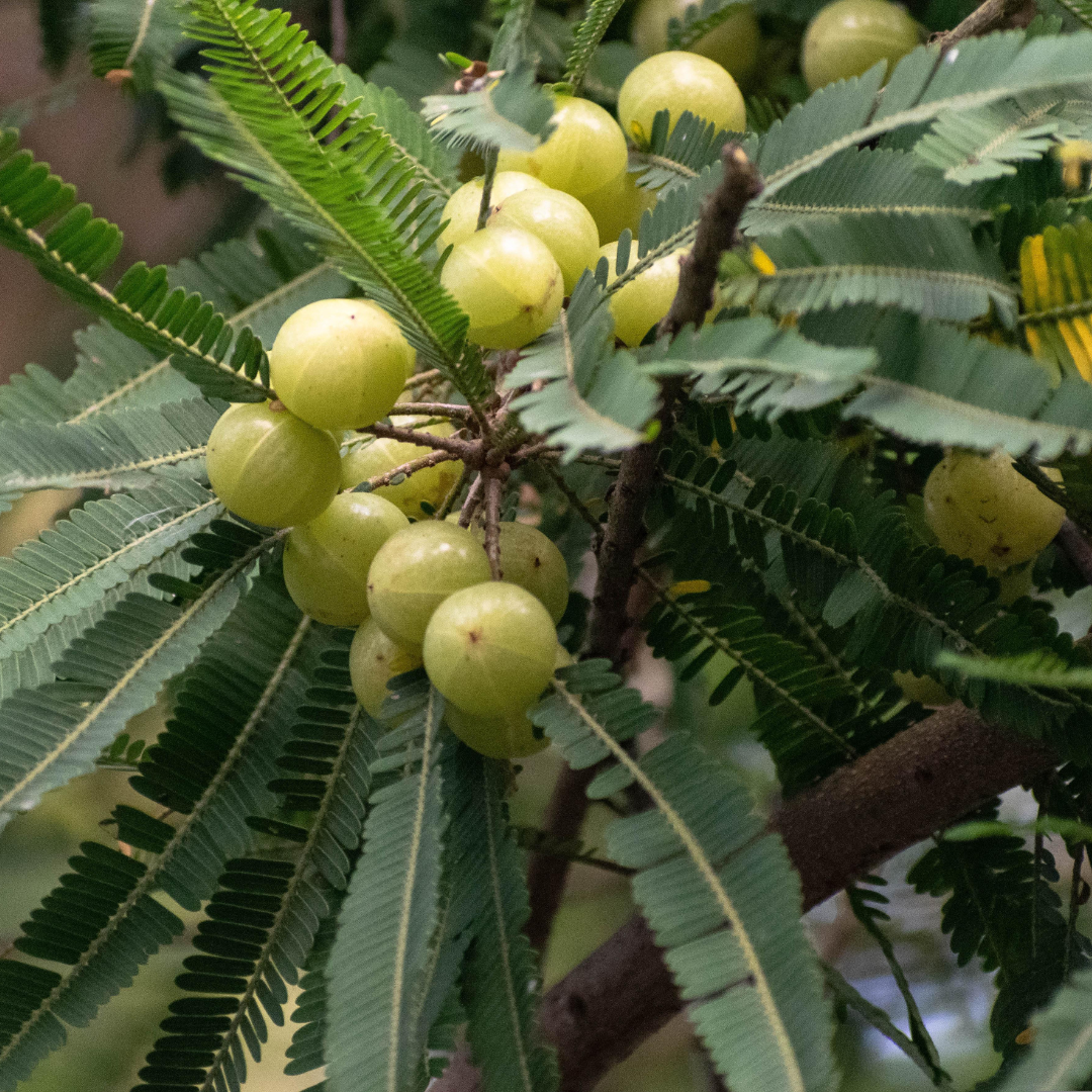 त्वचा रहती है हाइड्रेटेड
