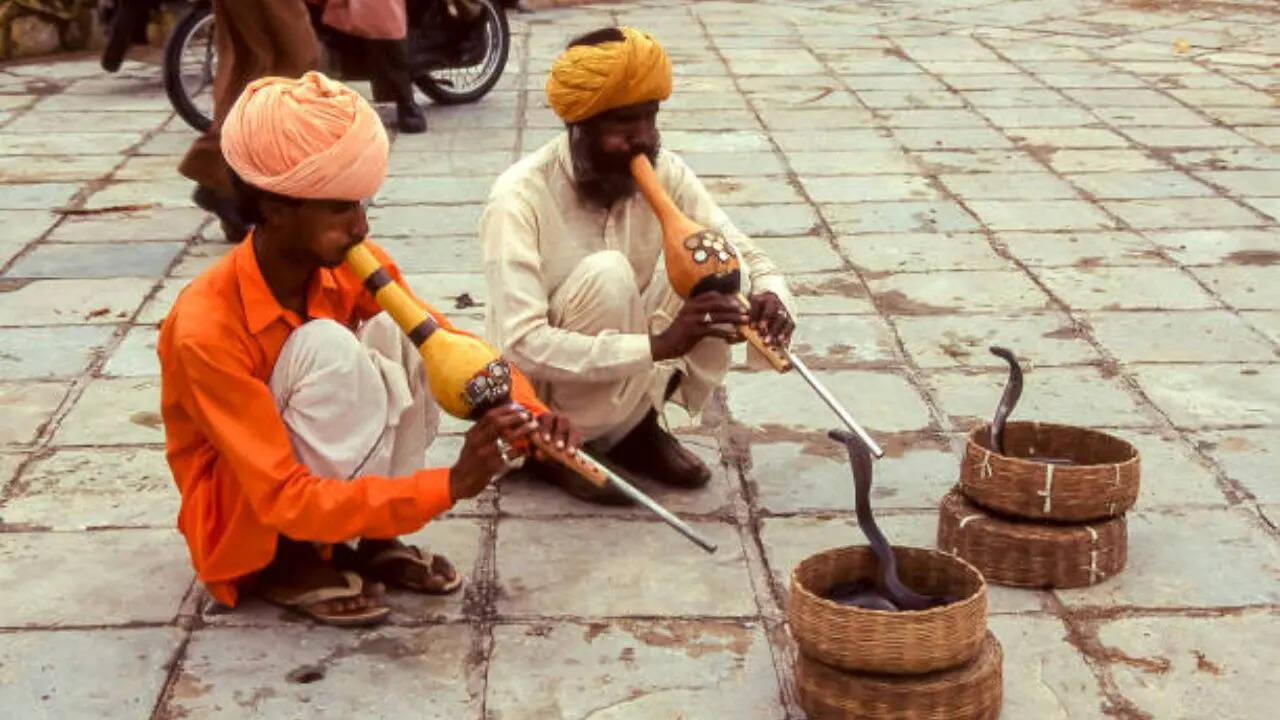 बीन की धुन पर नाचते हैं सांप